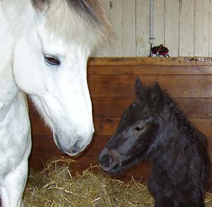 Perla och nyfödd Herjann, maj 2003. Foto: ann-louise@webberiet.se